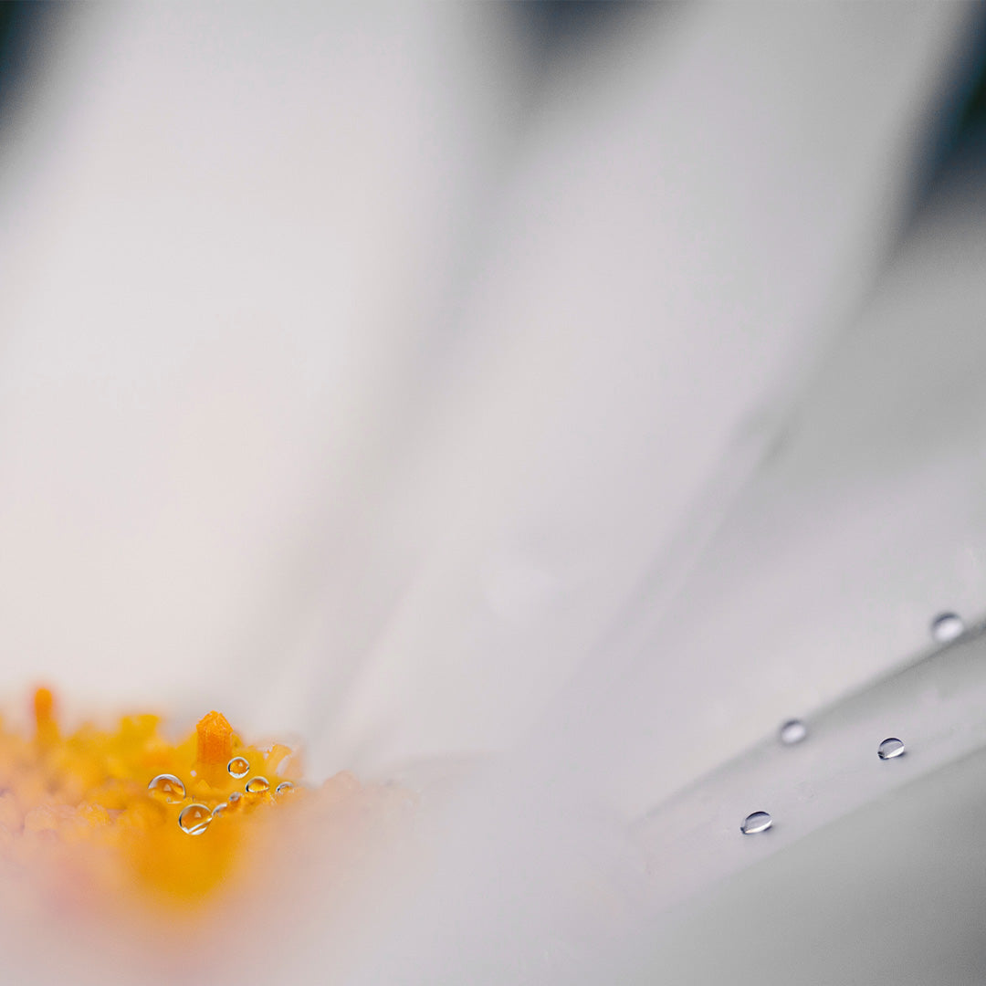 CHAMOMILE EXTRACT