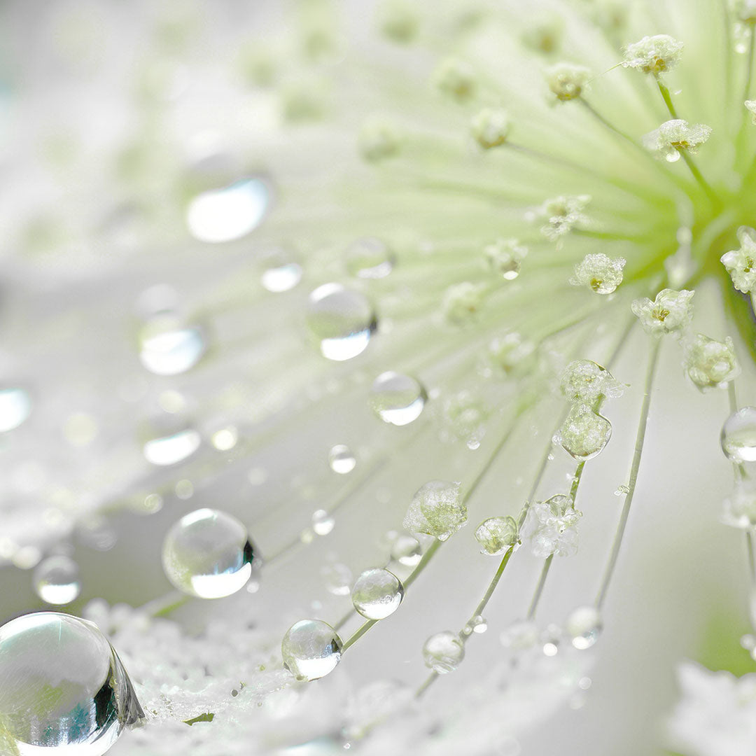 Elderflower Extract