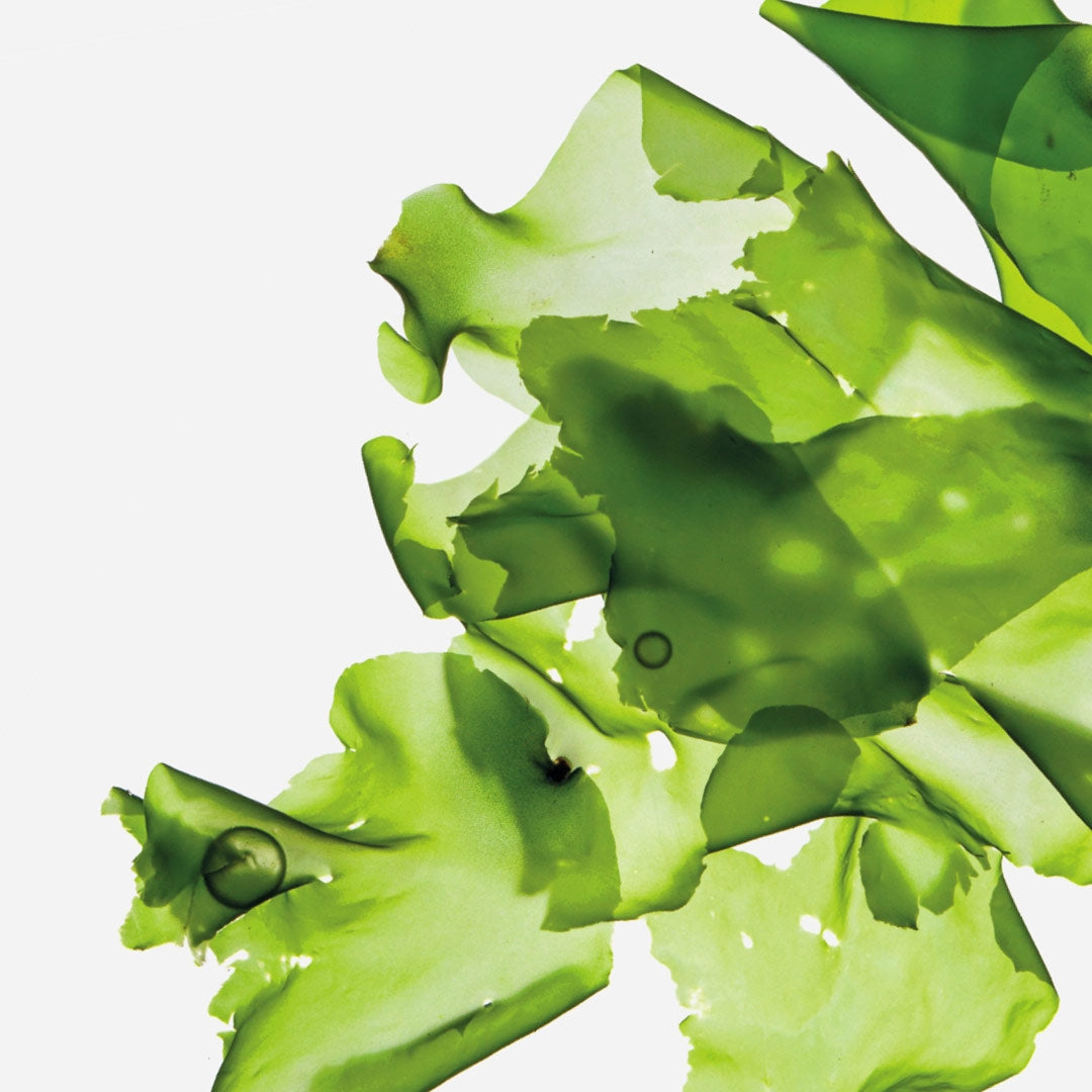 GREEN MICROALGAE